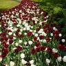 Tulipa Bulb Triumph Royal Virgin Tulip