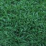 Bermuda Sod NorthBridge Bermudagrass (per sq. ft.)