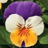 Viola Cornuta Penny Peach Jump-Up Horned Violet