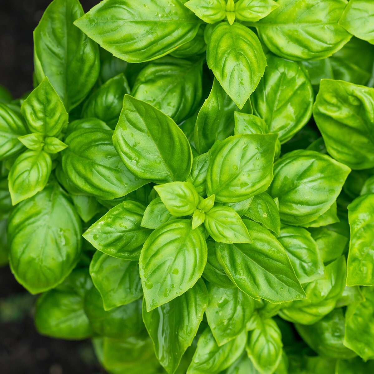 Ocimum x Amazel Basil Proven Winners Sweet Italian Basil | SiteOne US