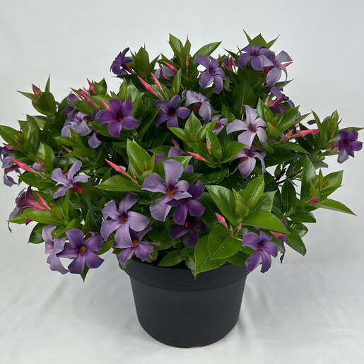 バラノサイテン Seaside Serenade® Pebble Beach Hydrangea, Monrovia Plant