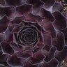 Sempervivum X SuperSemp Onyx Houseleek