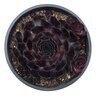 Sempervivum X SuperSemp Onyx Houseleek