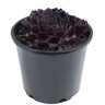 Sempervivum X SuperSemp Onyx Houseleek