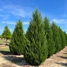 Juniperus Virginiana Minaret Eastern Red Cedar