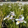 Dietes Grandiflora Sunstripe Fortnight Lily
