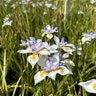 Dietes Grandiflora Sunstripe Fortnight Lily