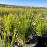Lomandra Confertifolia spp. Pallida Pom Pom Mat Rush