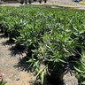 Nerium Oleander Sister Agnes Oleander
