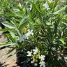 Nerium Oleander Sister Agnes Oleander