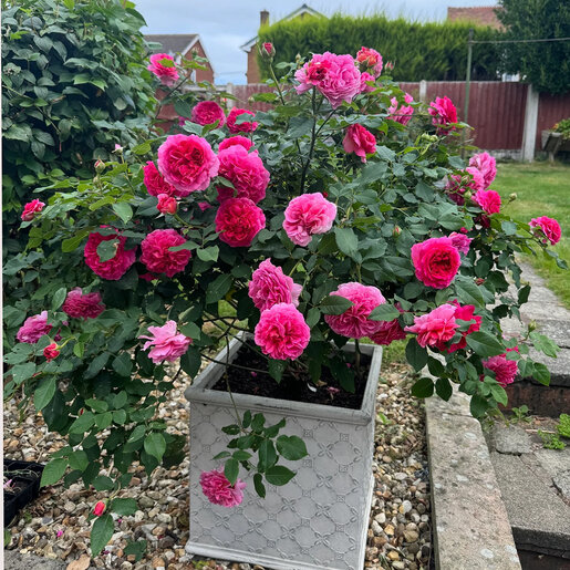 Rosa X Gabriel Oak David Austin English Shrub Rose | SiteOne