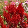 Celosia Scarlet Plume (Celosia plumosa) Wildflower Seed lb.