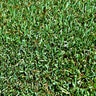 Paspalum Sod Aloha Bahiagrass (per sq. ft.)