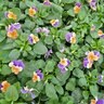 Viola Cornuta Penny Peach Jump-Up Horned Violet