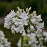 Agapanthus X Galaxy White African Lily