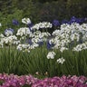 Agapanthus X Galaxy White African Lily