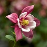 Aquilegia Caerula Kirigami Rose & Pink Columbine