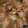 Metasequoia Glyptostroboides Gold Rush Dawn Redwood