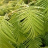Metasequoia Glyptostroboides Gold Rush Dawn Redwood