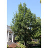 Quercus Frainetto Schmidt Forest Green Oak