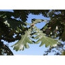 Quercus Frainetto Schmidt Forest Green Oak