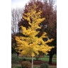 Ginkgo Biloba Halka Maidenhair Tree