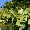 Ginkgo Biloba Halka Maidenhair Tree