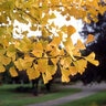 Ginkgo Biloba Halka Maidenhair Tree