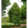 Acer saccharum Apollo Sugar Maple