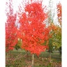 Acer saccharum Autumn Fest Sugar Maple