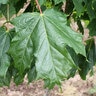 Acer saccharum Autumn Fest Sugar Maple