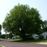 Ulmus Americana Colonial Spirit American Elm