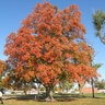 Acer Saccharum Oregon Trail Sugar Maple