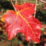 Acer Saccharum Oregon Trail Sugar Maple