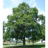 Acer Saccharum Oregon Trail Sugar Maple
