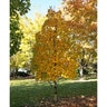 Acer Saccharum Sugar Cone Sugar Maple