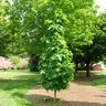 Acer Saccharum Sugar Cone Sugar Maple