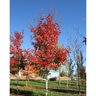 Acer Grandidentatum Mesa Glow Bigtooth Maple