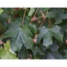 Acer Grandidentatum Mesa Glow Bigtooth Maple