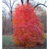 Acer Saccharum Powder Keg Sugar Maple