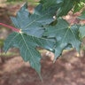 Acer Saccharum Powder Keg Sugar Maple
