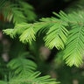 Metasequoia Glyptostroboides Jade Prince Dawn Redwood
