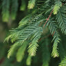 Metasequoia Glyptostroboides Jade Prince Dawn Redwood