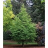 Metasequoia Glyptostroboides Jade Prince Dawn Redwood