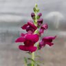 Antirrhinum Majus Burgundy Snapdragon