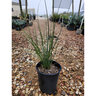 Hesperaloe Funifera Little Giant Dwarf Giant Yucca