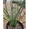 Hesperaloe Funifera Little Giant Dwarf Giant Yucca
