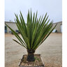 Yucca Faxoniana Giant Spanish Dagger