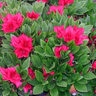Rhododendron X Bixby Azalea