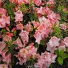 Rhododendron X Frank Arsen Azalea